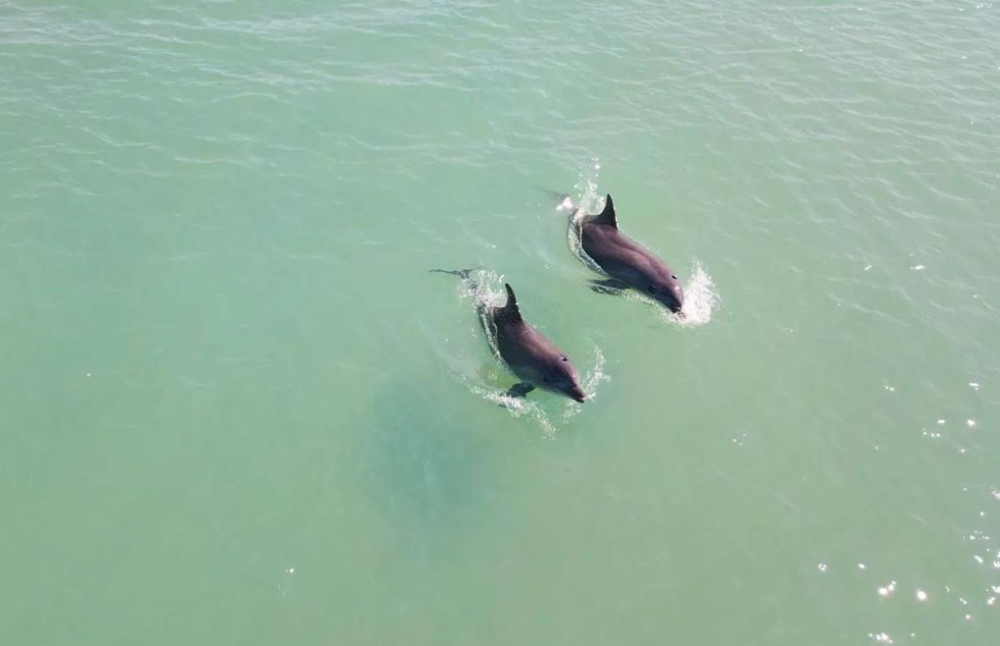 Огромная стая дельфинов замечена у берегов Большого Утриша