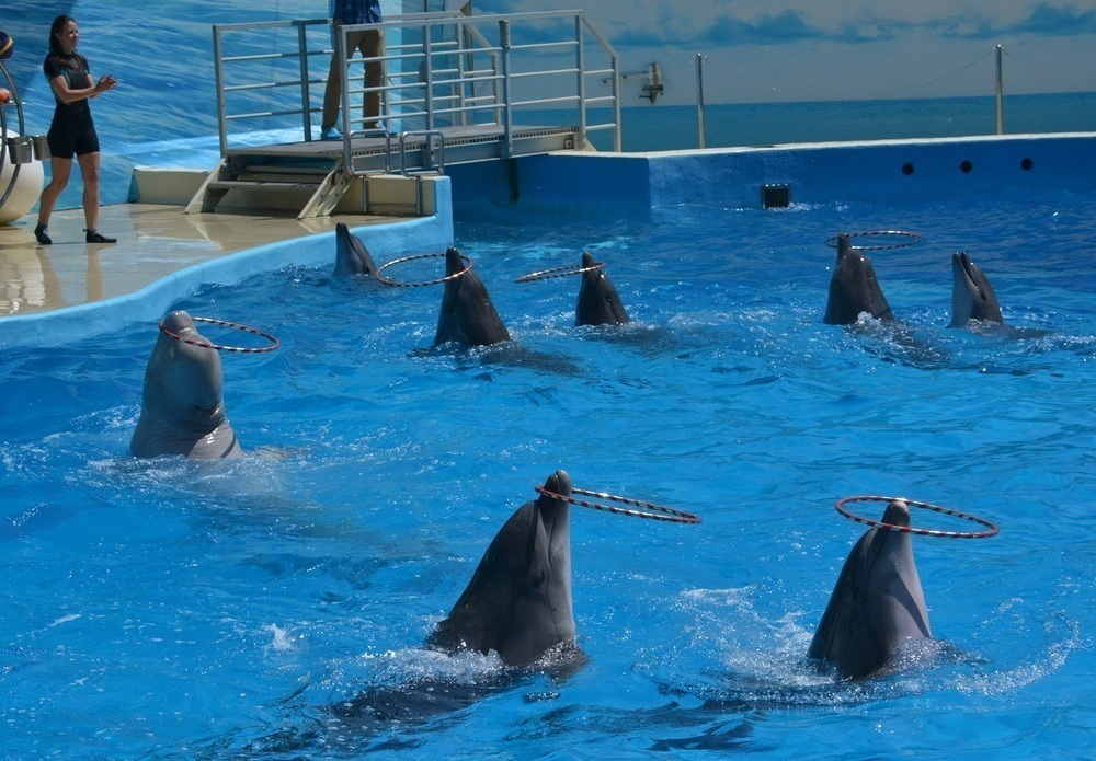 В воскресенье в Анапе дельфины танцевали ламбаду и пели хором