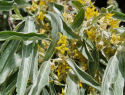 Победитель соленой воды: в Анапе зацвело одно из самых выносливых растений – лох серебристый