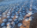 Из медуз соседствующей с Анапой акватории будут производить высокопрочный бетон