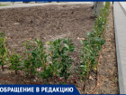 «Растения уже в плохом состоянии»: анапчанка о новом озеленении в Анапе