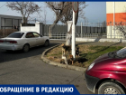 Бродячие собаки всю ночь лаяли на улице Омелькова в Анапе: жители требуют принять меры