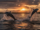 С начала года у берегов Анапы и других курортов Кубани погибли 180 дельфинов