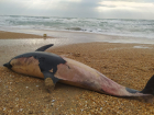 Анапчане в шоке: на пляж в районе Джемете море выбросило мёртвых дельфинят 