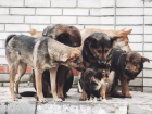 Проблемой бездомных животных в Анапе опять займется ИП Агаева