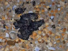 Новая напасть в Анапе: на морской берег вынесло куски мазута
