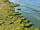 «Знаменитые крокодилы отпугивают отдыхающих»: тина на пляжах Анапы продолжает лежать