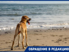 Анапчанка негодует: почему в Анапе стало традицией купать собак в море