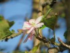 Сентябрьская весна: в Анапе второй раз цветут яблони – комментарий эколога
