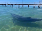 Бесплатный контактный дельфинарий в Анапе: дельфины радуют туристов