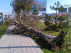 Фотофакт: три дня упавшее дерево перекрывало проход пешеходам в Анапе