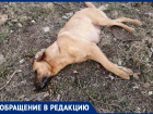 В Витязево массово травят собак, сообщают читатели "Блокнота"