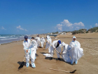 В Анапе обнаружены новые выбросы мазута 
