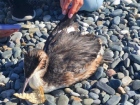 Анапчане сообщают о «массовой гибели» птиц в районе курорта