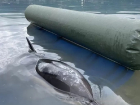  Загрязнение Черного моря не могло стать причиной массовой гибели дельфинов – Росприроднадзор