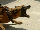 Расследование нападений собак на анапчан могут передать полиции