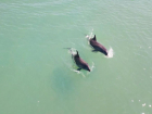Огромная стая дельфинов замечена у берегов Большого Утриша