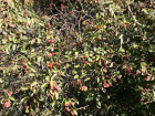 Красота осени: в анапских лесах цветет шиповник