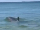 Отделалась только испугом: в Анапе туристку в море чуть не сшиб дельфин
