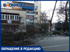 Как бы не было беды: анапчанка просит убрать аварийное дерево на улице Красноармейской