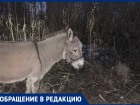 Анапчане сообщают, что у парка "Джунгли" на улице замерзают ослик и пони