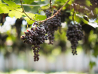 Месяц без дождей: засуха убивает виноград и плодовые деревья на плантациях под Анапой