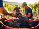 Виноградарям Анапы возместят траты на отечественный посадочный материал