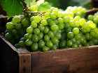Доход от анапских виноградников – винодельня «Русский терруар» получила прибыль в 78,5 млн рублей