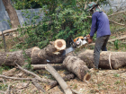  14 миллионов рублей ущерба – в Анапе незаконно вырубили деревья