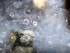 На Утрише под Анапой медузы превратили море в «кисель» – видео