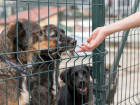 Не повторится ли скандал: в Анапе заключают договор на услуги по обращению с бездомными животными