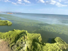 Водоросли в Анапе защищают уникальные дюны от разрушения