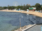 Раскрыта тайна черных водорослей на побережье Анапы 