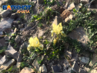 Оживление природы: что цветет в марте в окрестностях Анапы