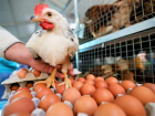  Цены на яйца в Анапе упадут в ближайшее время: стабилизируются за счет импорта  