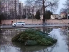 Ливень в Анапе уничтожил ёлочный базар: деревья валяются прямо на асфальте