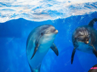  Прощай, дельфинарии Анапы – в России почти полностью запретят вылов китообразных