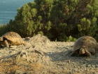 В объектив фотоловушек заповедника «Утриш» попали краснокнижные черепахи
