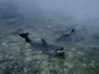 Суд оштрафовал директора дельфинария, выбросившего морских животных в море – их искали и возле Анапы