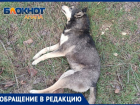 В Анапе снова против закона – кто-то убивает стерилизованных собак в хуторе Курбацком