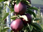 В преддверии субботника анапчанам раздают 2000 саженцев яблони