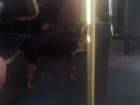 Крик души: в общественном транспорте Анапы собаки «шныряют» по салонам