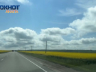 В Анапе зацвели рапсовые поля
