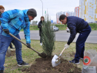 На тендере по озеленению города мэрия Анапы сэкономила более 6,5 млн рублей