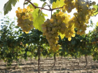  В Анапе и других районах Кубани собрали рекордный урожай винограда – 280 тысяч тонн