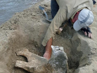 На Кубани археологи нашли останки древних животных