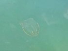 Морской инопланетянин или спаситель Черного моря: анапчане смогли увидеть удивительный гребневик берое