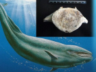 Чудо-юдо-рыба-кит: недалеко от Анапы нашли останки древнего морского млекопитающего