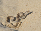 От ужа до гадюки: на пляже в Анапе замечена змея