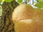 В лесах под Анапой растет сказочный мохнатый гриб